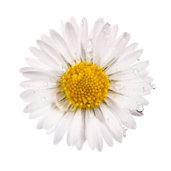 white daisy flower with dew drops isolated on white background