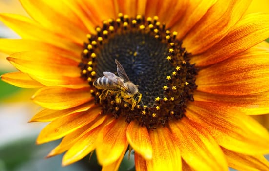 Sunflower With Bee