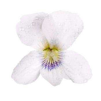 White pansy with dew drops isolated on white background