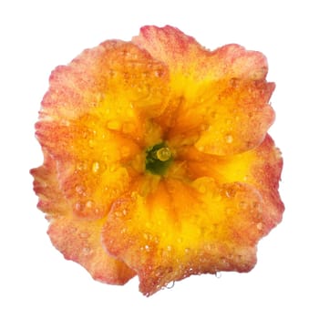 Primula, spring flower with dew drops isolated white background