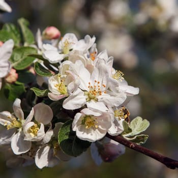 Cherry blossom umbel against garden background