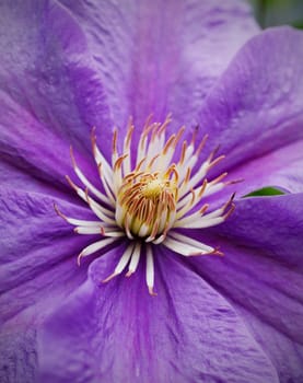 purple flower natural close up