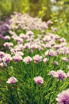 lilac flower bloom group in the garden with grass
