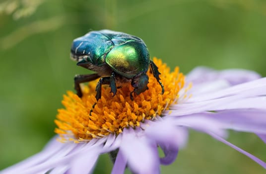 green beetle sitting on a purple daisy