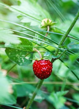 Closeup of fresh red strawberries growing on the vine