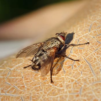 fly macro