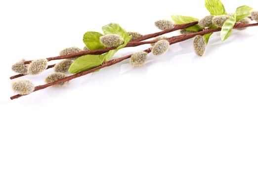 willow branches with cats and leaves isolated on white