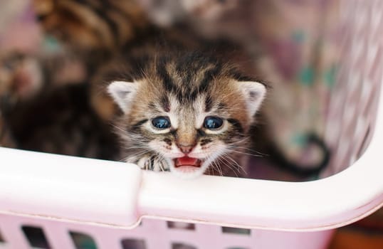 newborn kitten looks from basket
