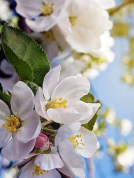 Blossoming apple tree with white flowers on blue sky background