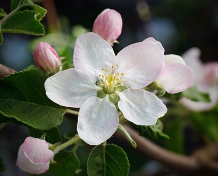Apple flowers in spring and early summer