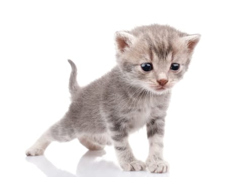 beautiful gray kitten crying on white background