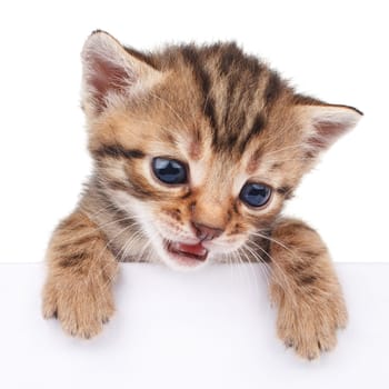 brown kitten with empty board on white background