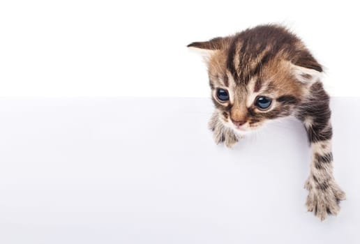 Kitten hanging over white blank poster-board, you add the message
