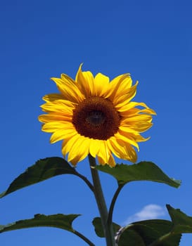 Yellow Sunflower in Summertime