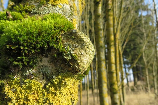Tree gnubbel - Callus