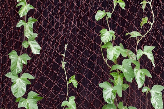 Morning glory vine climbing on net
