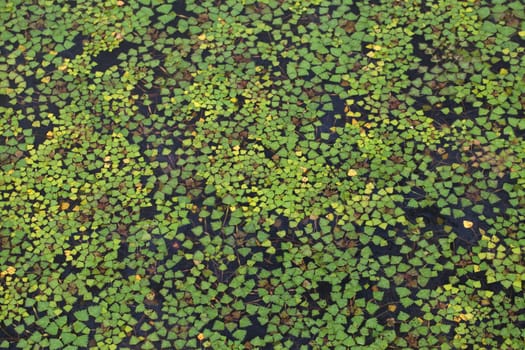 Water surface covered with duckweed