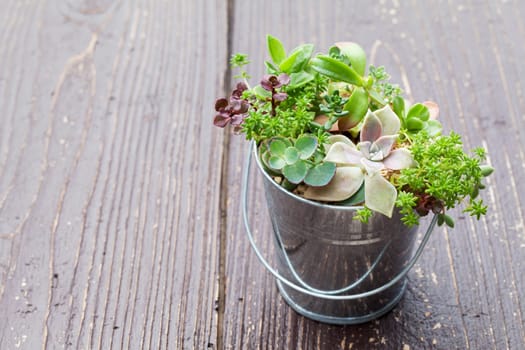 Little plant in a bucket on wooden table