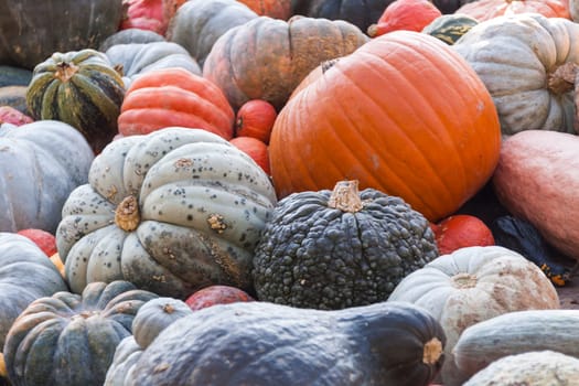 Different maxima and pepo cucurbita pumpkin Pumpkin in Herbs at a market stall