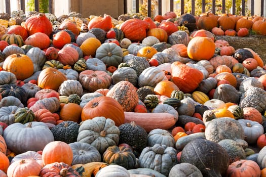 Different maxima and pepo cucurbita pumpkin Pumpkin in Herbs at a market stall