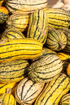 Delicata sweet Potato cucurbita pumpkin Pumpkin in autumn at a market stall