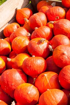 red red Hokkaido cucurbita pumpkin pumpkin in autumn at a market stall
