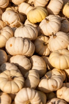 Baby Boo White Mandarin cucurbita pumpkin Pumpkin in autumn at a market stall