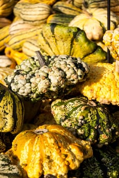 Warted Patission cucurbita pumpkin pumpkin pumpkin in autumn at a market stall
