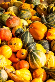 decoration mini pumpkin cucurbita pumpkin pumpkin pumpkin ornamental pumpkin in autumn at a market stall