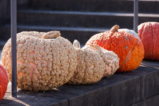 Wart pumpkin Cucurbita Maxima pumpkin pumpkin in autumn at a market stall