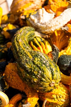 decoration mini pumpkin cucurbita pumpkin pumpkin pumpkin ornamental pumpkin in autumn at a market stall
