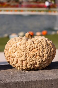 Wart pumpkin Cucurbita Maxima pumpkin pumpkin in autumn at a market stall
