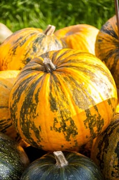 Oil Lady Godiva cucurbita pumpkin pumpkin in autumn at a market stall