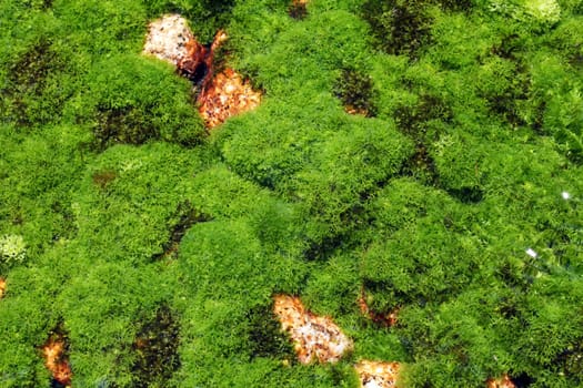 algae plant of the riverbed