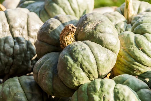 Triamble Tristar cucurbita pumpkin pumpkin in autumn at a market stall
