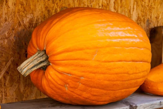 Halloween big Halloween cucurbita pumpkin pumpkin in autumn at a market stall