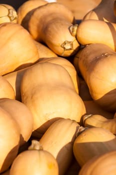 Butternut butternut cucurbita pumpkin pumpkin pumpkin in autumn at a market stall