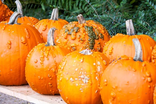 Halloween big Halloween cucurbita pumpkin pumpkin in autumn at a market stall
