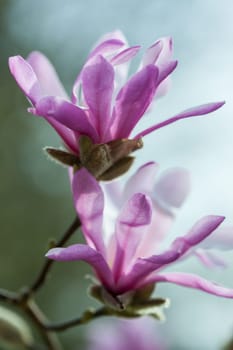 Flowering pink magnolia - spring feeling, shallow DOF