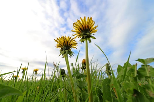 Wide angle shot of dandelion in bloom in spring meadow against cloudy sky