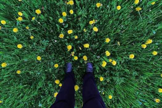 Wide angle shot of woman standing in flowering dandelion meadow
