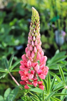 Vertical of a lupines flower in full bloom.
