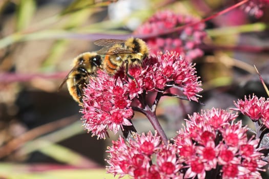 Two bumble bees pollinate a pink stonecrop plant.