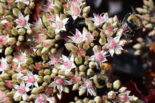 Two bumble bees work on pink sedum stonecrop.