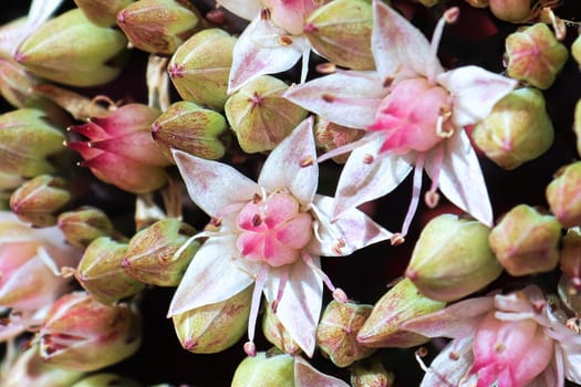 Macro view of delicate pink flowers on a sedum plant.