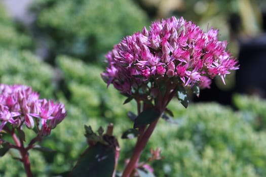 Closeup of a cluster of blossoms on a stonecrop.