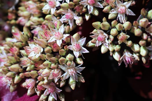 Closeup background of delicate flowers on a sedum.