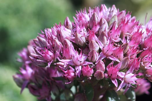 Closeup background of delicate flowers on a sedum.