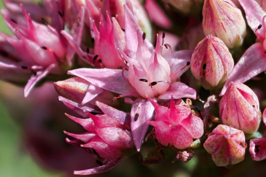 Macro view of delicate pink flowers on a sedum plant.