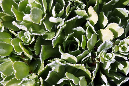 Green curled leaves on a stonecrop plant.